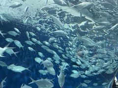 -上海海洋水族馆