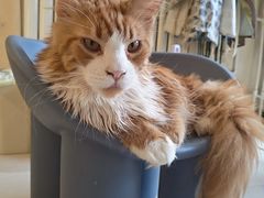 -平行世界·猫咖(首经贸店)