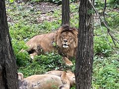 -哈尔滨北方森林动物园