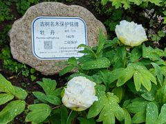 -龙华寺