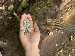 -五营红松林海景区