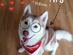 -Husky Go! 哈士奇体验馆·宠物咖啡厅狗咖