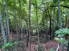 -杭州半山国家森林公园