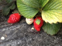 -万源龙顺度假庄园生态观光园