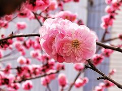 -国家植物园