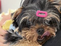 -美联众合动物医院·24h京西诊疗中心