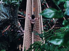 -正佳雨林生态植物园