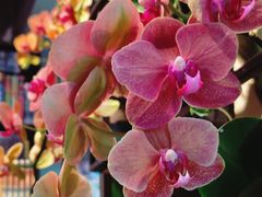 -街角 T·COFFEE 融合料理·BISTRO(车公庙店)