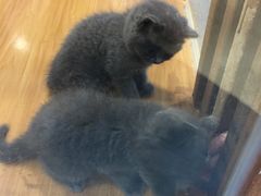 -龟与熊猫宠物公园(南坪店)