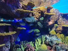 -上海海洋水族馆