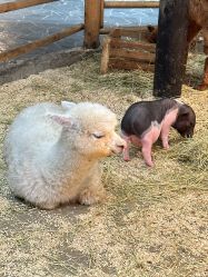 -Zoolung Zoolung动物主题公园(海信广场店)