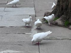 -十里琅珰