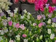 -循礼门鲜花花市(武汉循礼门店)