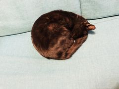 -猫的天空之城概念书店(丽江古城饮玉巷店)