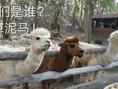 -清迈夜间动物园