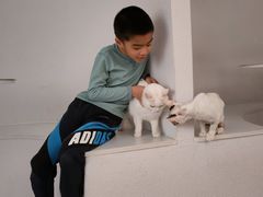 -琪喵猫屋·撸猫猫咖·猫舍