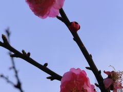 -无锡梅园公园