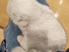 -是阿柴呀！柴犬咖啡·爱喵喵猫咖