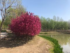 -东郊湿地公园