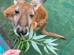 -西霞口神雕山野生动物世界