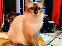-猫色咖啡·猫咖