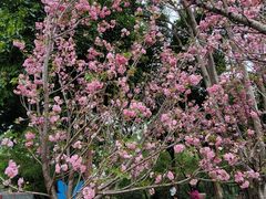 -观澜湖生态运动公社