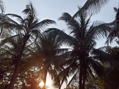 -龙泉人椰子鸡.糟粕醋.海南菜(三亚旗舰店)