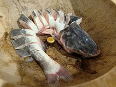 -云中鱼蒸汽石锅鱼(川沙百联店)