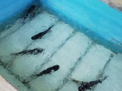 -姥家大锅台水库渔家