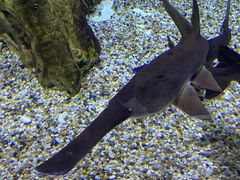 -迪拜水族馆及水下动物园