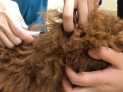 -芭比堂动物医院广州顽皮分院