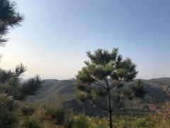 -五龙城郊森林公园