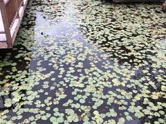 -五缘湾湿地公园
