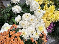 -杭州植物园