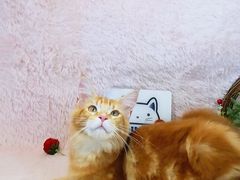 -十年猫舍·猫咪专门店(普陀店)
