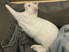 -瑞派康怡24h宠物医院·犬猫医疗中心·微创绝育(瑞景分院)