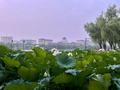-莲花池公园
