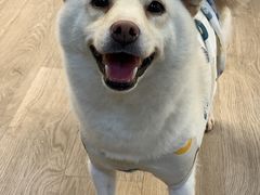-柴迷FANS CLUB·柴犬狗咖·猫咖