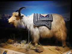 -正佳自然科学博物馆