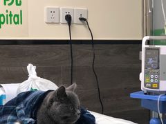 -爱侣宠医·鹦鹉专科·小型哺乳类·异宠专科(灵石路店)