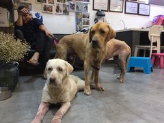 -严国平动物医院(德政总院)