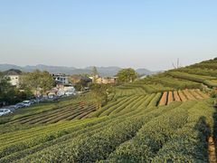 -龙坞茶村
