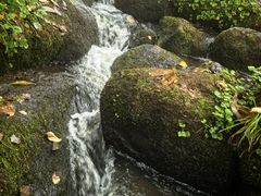 -五营红松林海景区