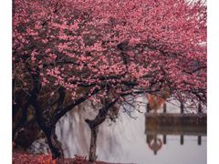 -白塘生态植物园