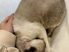 -琪喵猫屋·撸猫猫咖·猫舍