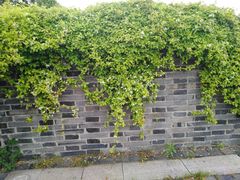 -吴越荣记·苏州菜·松鼠桂鱼(娄门景区店)