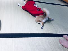 -逗柴咖啡屋·狗咖猫咖宠物桌游