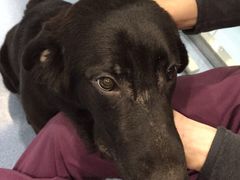 -伟伟宠物医院·CT影像中心·瑞派犬猫综合性门诊(汉口总院)