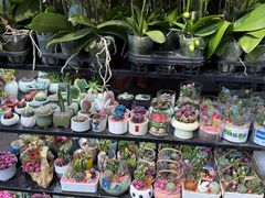 -溪岸路花鸟市场