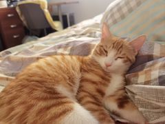 -A猫a狗全科·犬猫异宠·芥西宠物医院(南开总院)